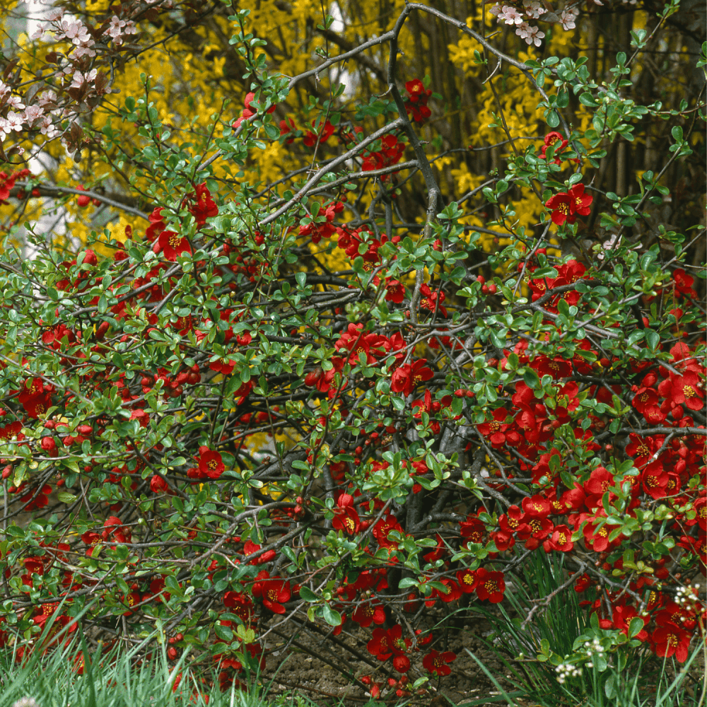 Cognassier du Japon Grand Rouge - Chaenomeles Japonica Grand Rubra - FLEURANDIE