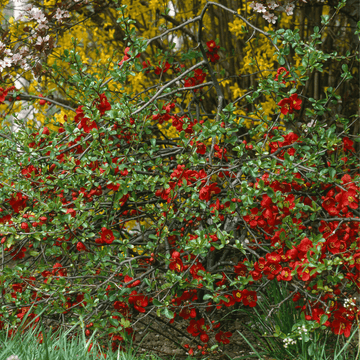 Cognassier du Japon Grand Rouge - Chaenomeles Japonica Grand Rubra