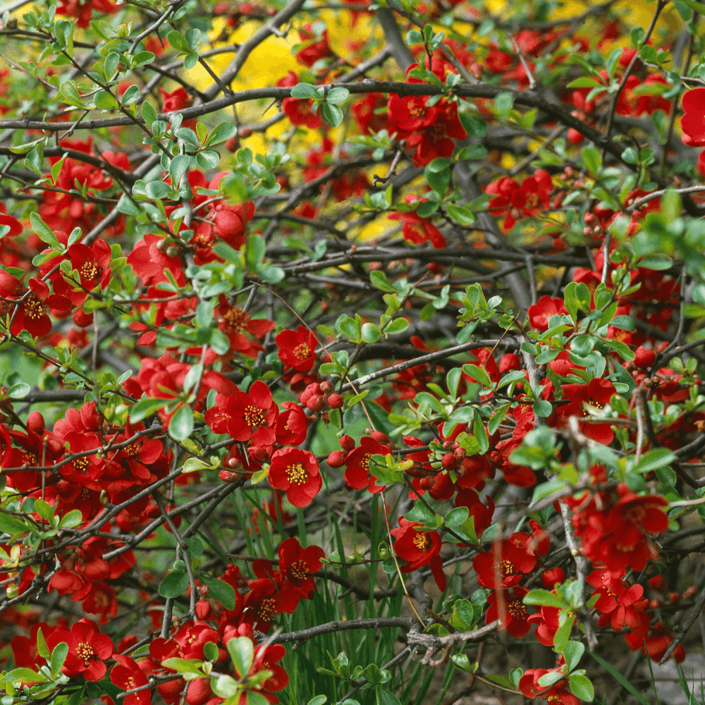 Cognassier du Japon Grand Rouge - Chaenomeles Japonica Grand Rubra - FLEURANDIE