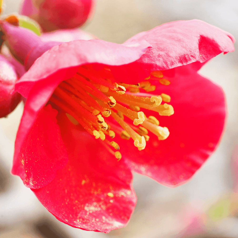 Cognassier du Japon 'Hot Fire' - Chaenomeles speciosa 'Hot Fire' - FLEURANDIE