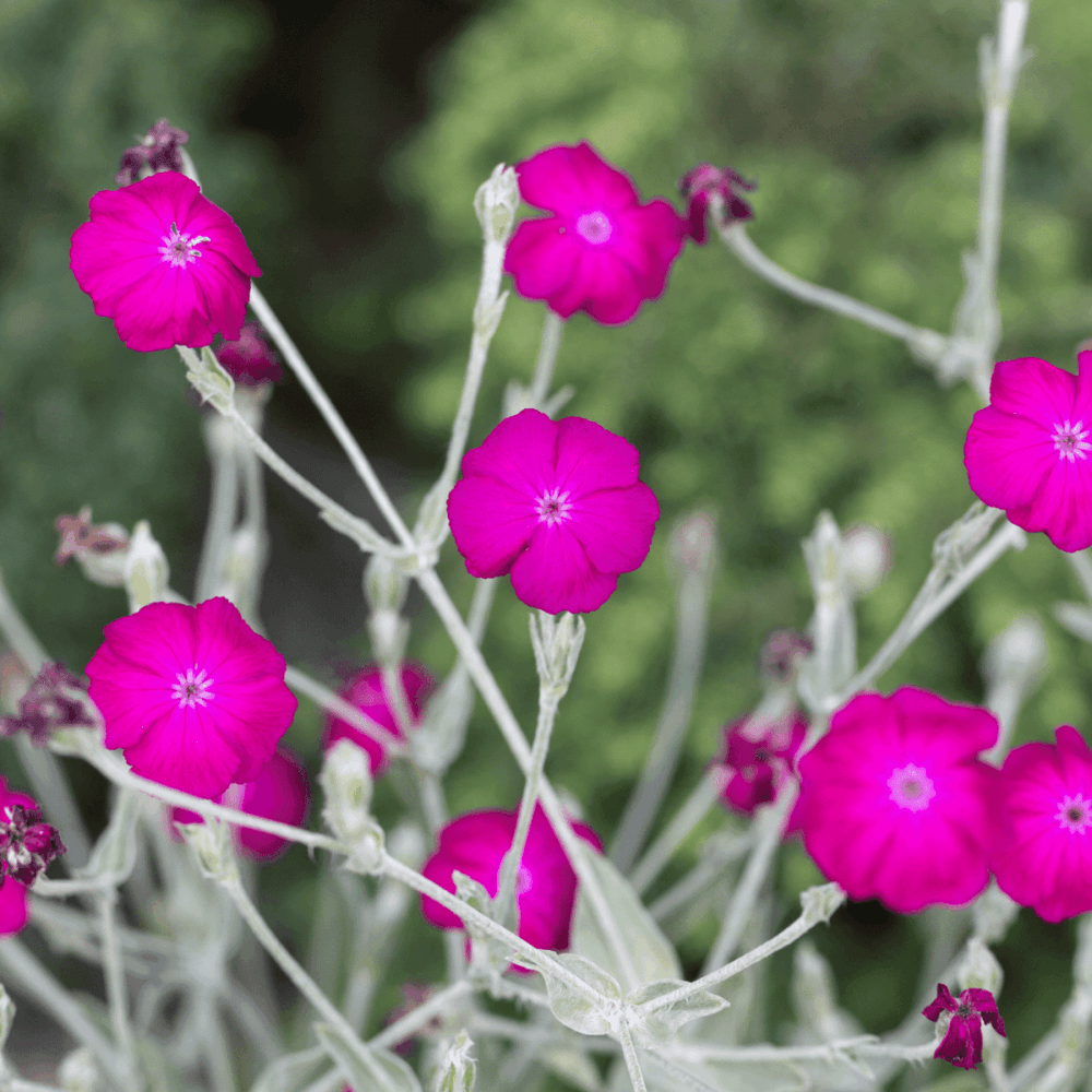 Coquelourde des jardins - Lychnis coronaria - FLEURANDIE