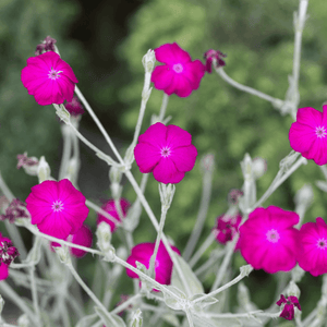 Coquelourde des jardins - Lychnis coronaria - FLEURANDIE