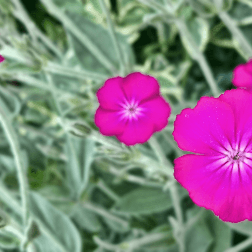 Coquelourde des jardins - Lychnis coronaria - FLEURANDIE
