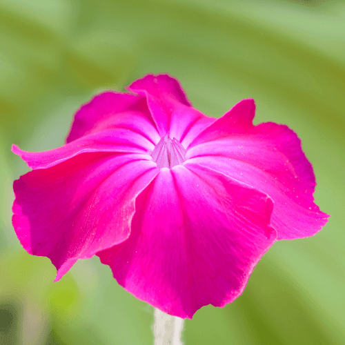Coquelourde des jardins - Lychnis coronaria - FLEURANDIE