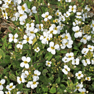 Corbeille d'argent - Arabis caucasica alba - FLEURANDIE