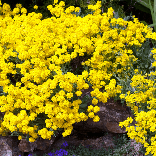 Corbeille d'or - Alyssum saxatile - FLEURANDIE
