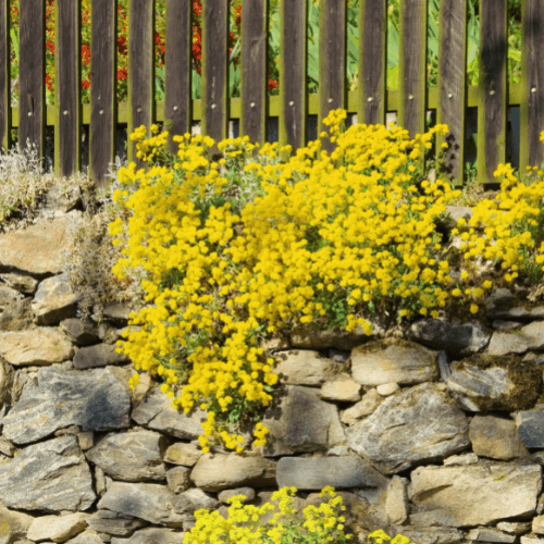 Corbeille d'or - Alyssum saxatile - FLEURANDIE