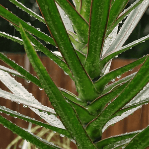 Cordyline australe 'Peko' - Cordyline australis 'Peko' - FLEURANDIE