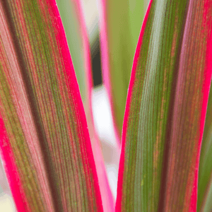 Cordyline australe 'Red Heart' - Cordyline australis 'Red Heart' - FLEURANDIE