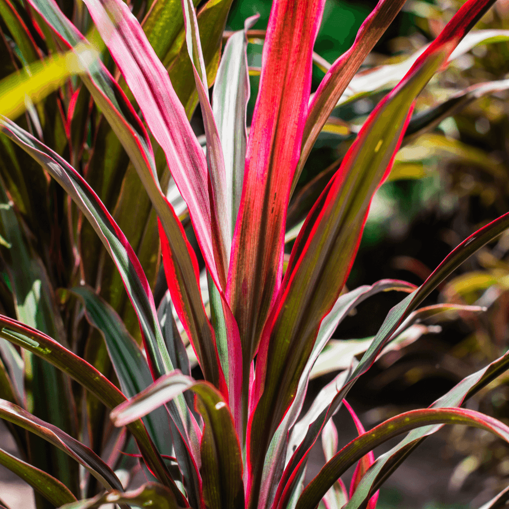 Cordyline australe 'Red Heart' - Cordyline australis 'Red Heart' - FLEURANDIE
