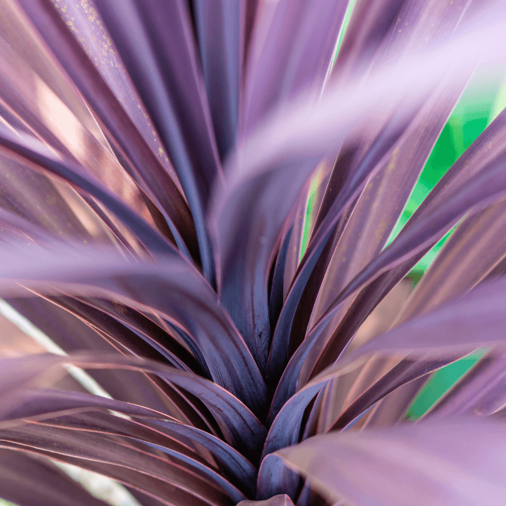 Cordyline australe 'Red Star' - Cordyline australis 'Red Star' - FLEURANDIE