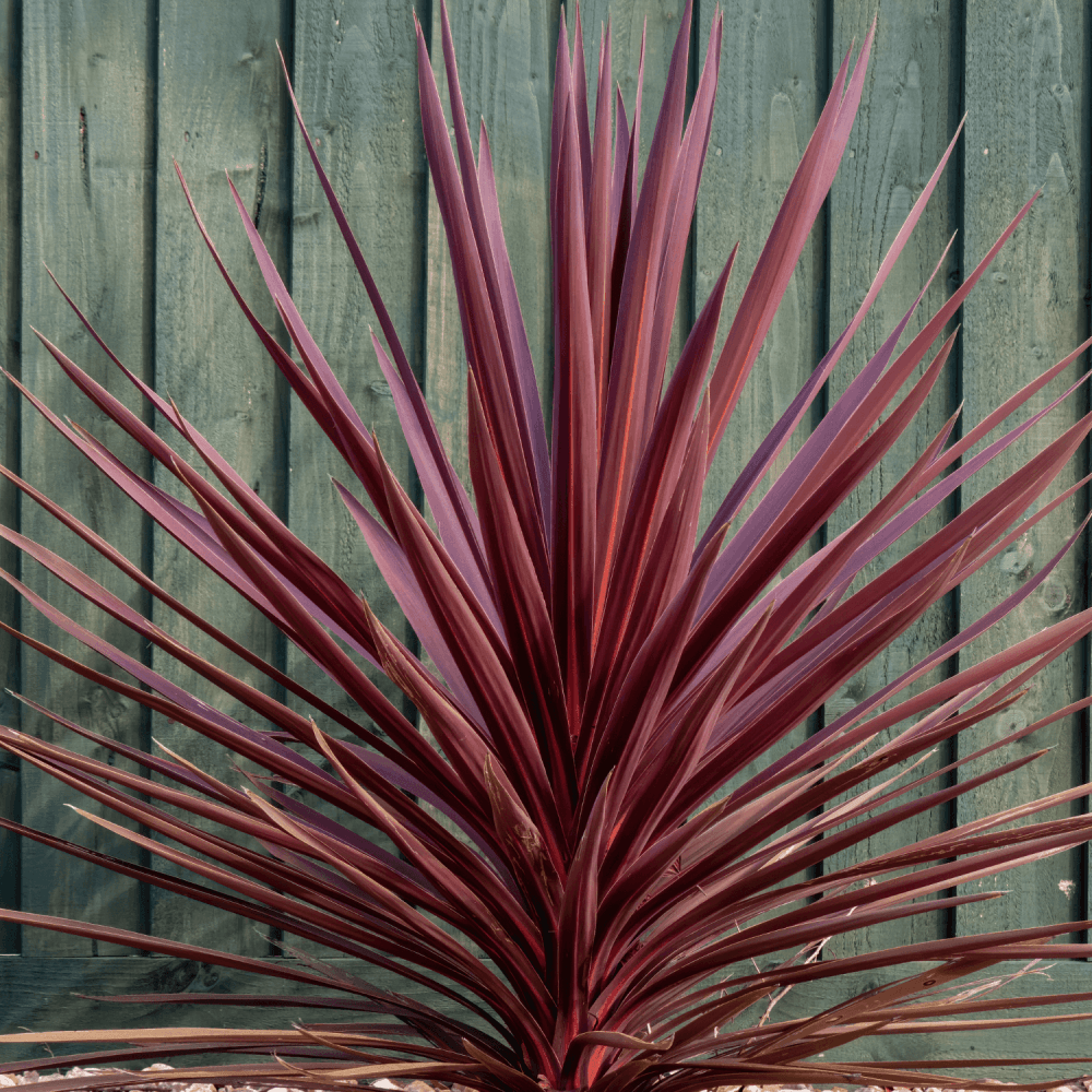 Cordyline australe 'Red Star' - Cordyline australis 'Red Star' - FLEURANDIE