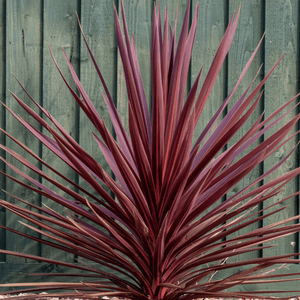 Cordyline australe 'Red Star' - Cordyline australis 'Red Star' - FLEURANDIE