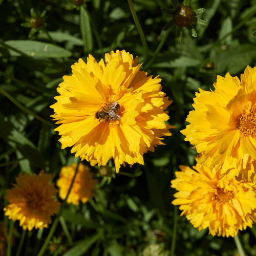 Coréopsis à grandes fleurs 'Sonnenkind' - Coreopsis grandiflora 'Sonnenkind' - FLEURANDIE