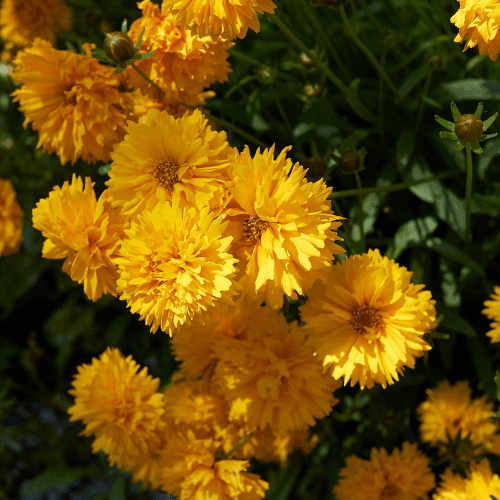 Coréopsis à grandes fleurs 'Sonnenkind' - Coreopsis grandiflora 'Sonnenkind' - FLEURANDIE