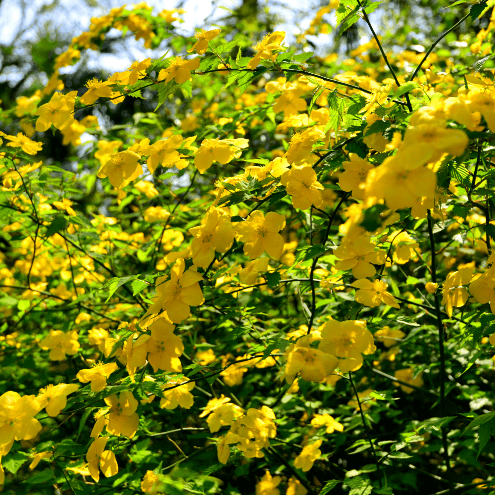 Corète du Japon 'Pleniflora' - Kerria Japonica 'Pleniflora' - FLEURANDIE