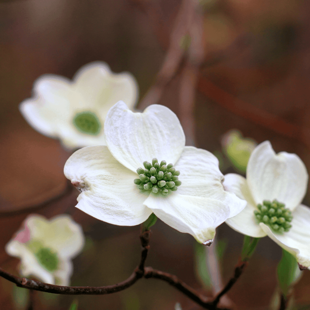 Cornouiller blanc 'Aurea' - Cornus alba 'Aurea' - FLEURANDIE