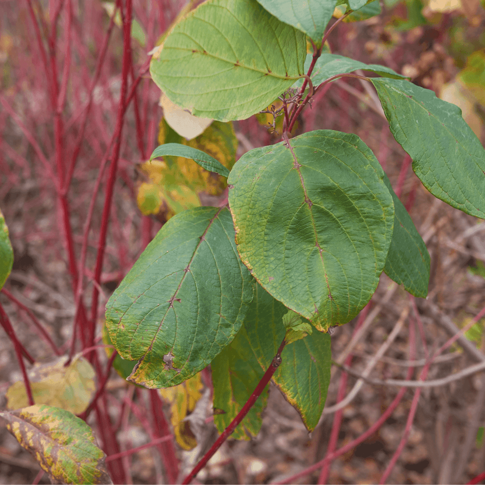 Cornouiller blanc 'Aurea' - Cornus alba 'Aurea' - FLEURANDIE