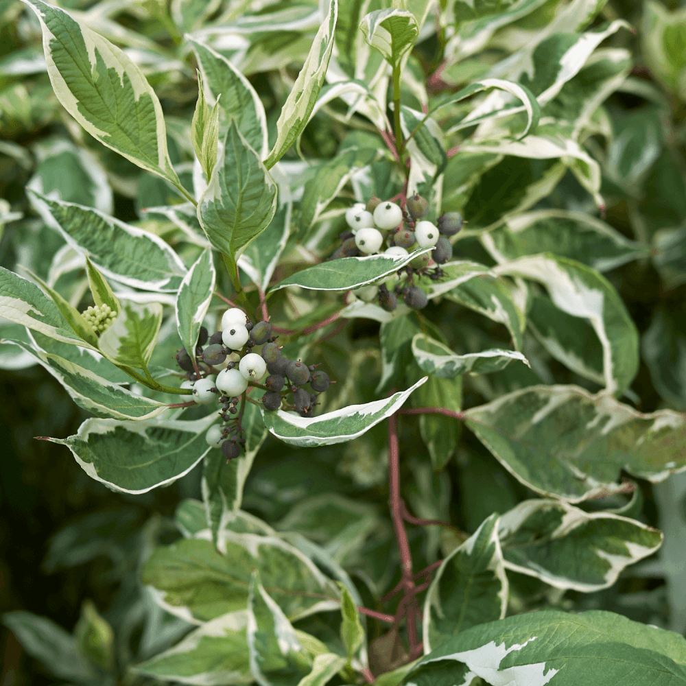 Cornouiller blanc - Cornus alba - FLEURANDIE