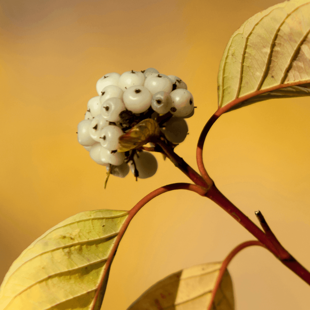 Cornouiller blanc - Cornus alba - FLEURANDIE