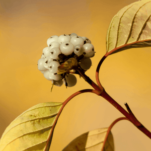 Cornouiller blanc - Cornus alba - FLEURANDIE