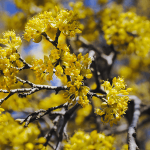 Cornouiller mâle - Cornus mas - FLEURANDIE