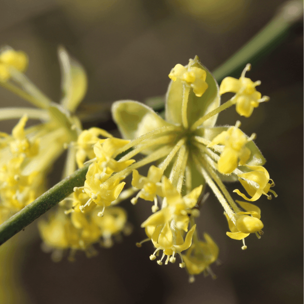 Cornouiller mâle - Cornus mas - FLEURANDIE