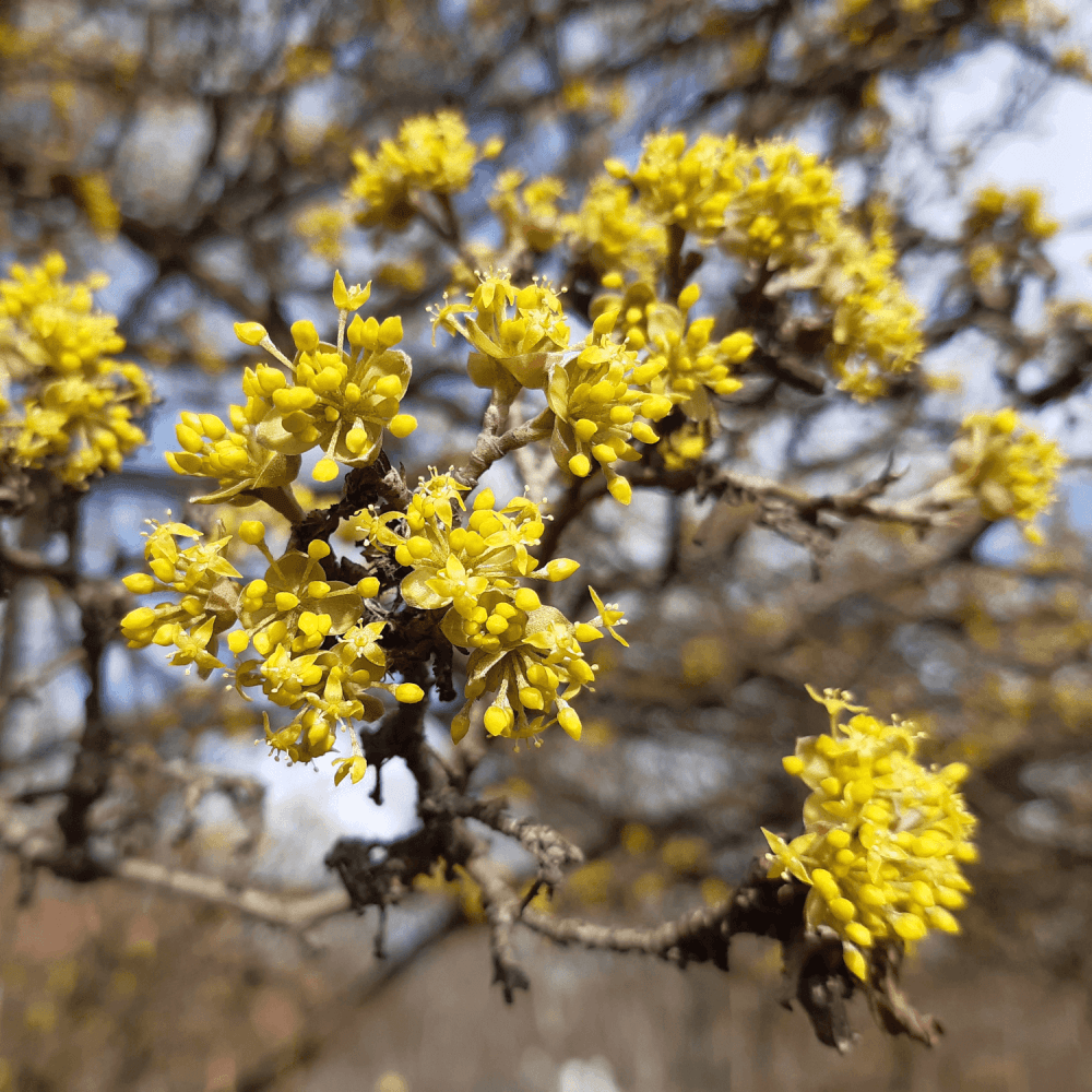 Cornouiller mâle - Cornus mas - FLEURANDIE