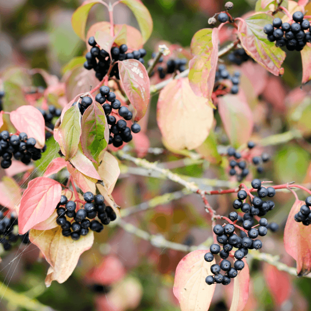 Cornouiller sanguin 'Anny's Winter Orange' - Cornus sanguinea 'Anny's Winter Orange' - FLEURANDIE