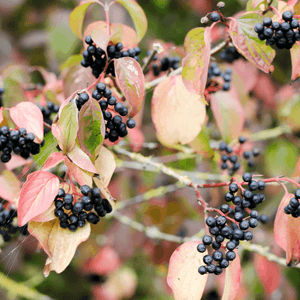 Cornouiller sanguin 'Anny's Winter Orange' - Cornus sanguinea 'Anny's Winter Orange' - FLEURANDIE
