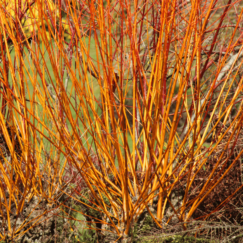 Cornouiller sanguin 'Anny's Winter Orange' - Cornus sanguinea 'Anny's Winter Orange' - FLEURANDIE