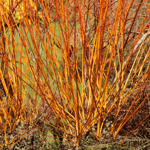Cornouiller sanguin 'Anny's Winter Orange' - Cornus sanguinea 'Anny's Winter Orange' - FLEURANDIE