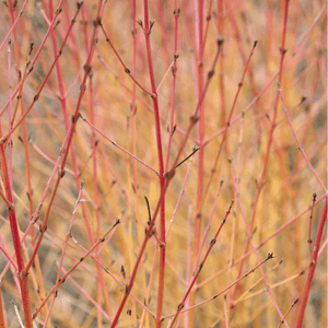 Cornouiller sanguin - Cornus sanguinea - FLEURANDIE