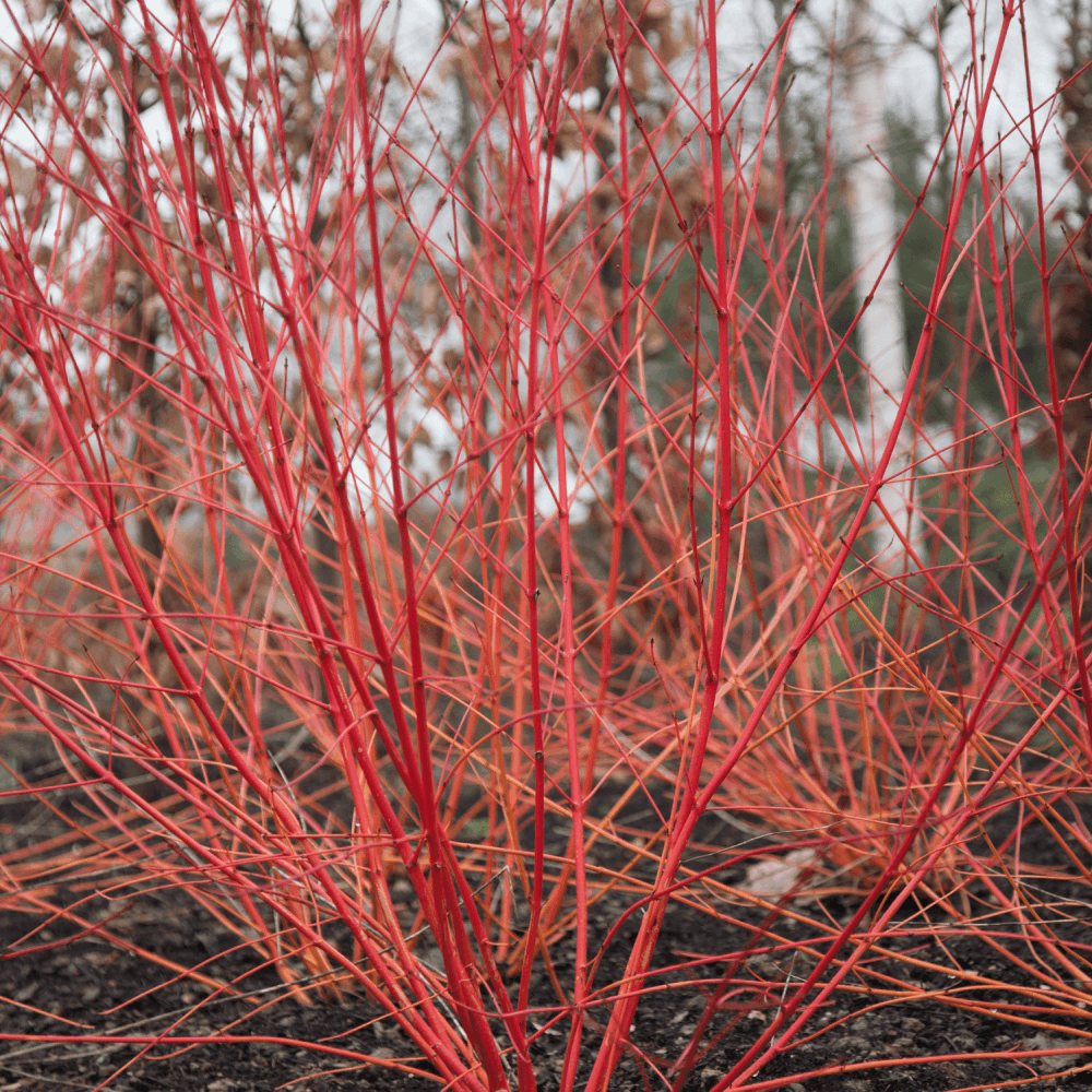 Cornouiller sanguin - Cornus sanguinea - FLEURANDIE