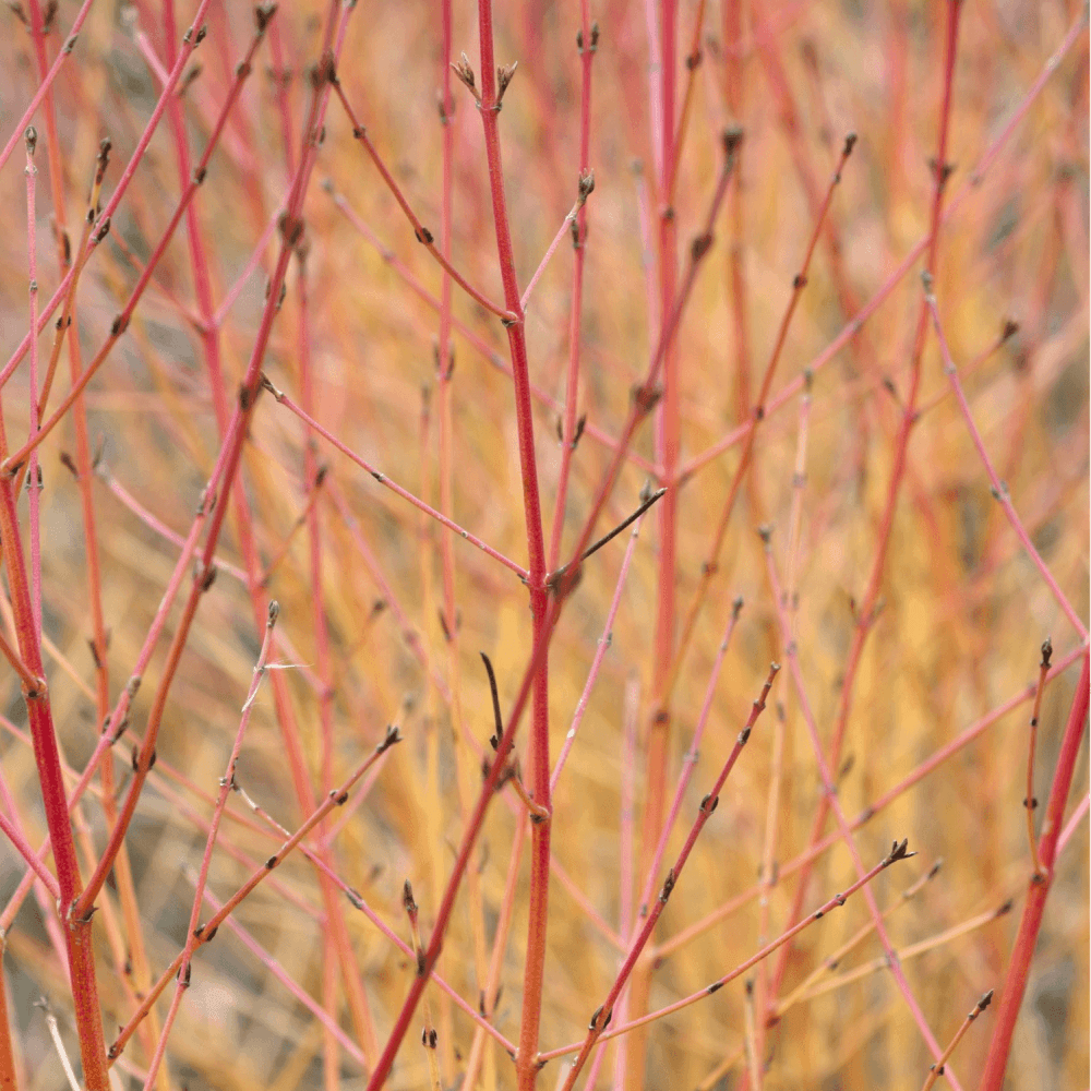 Cornouiller sanguin 'Midwinter Fire' - Cornus sanguinea 'Midwinter Fire' - FLEURANDIE