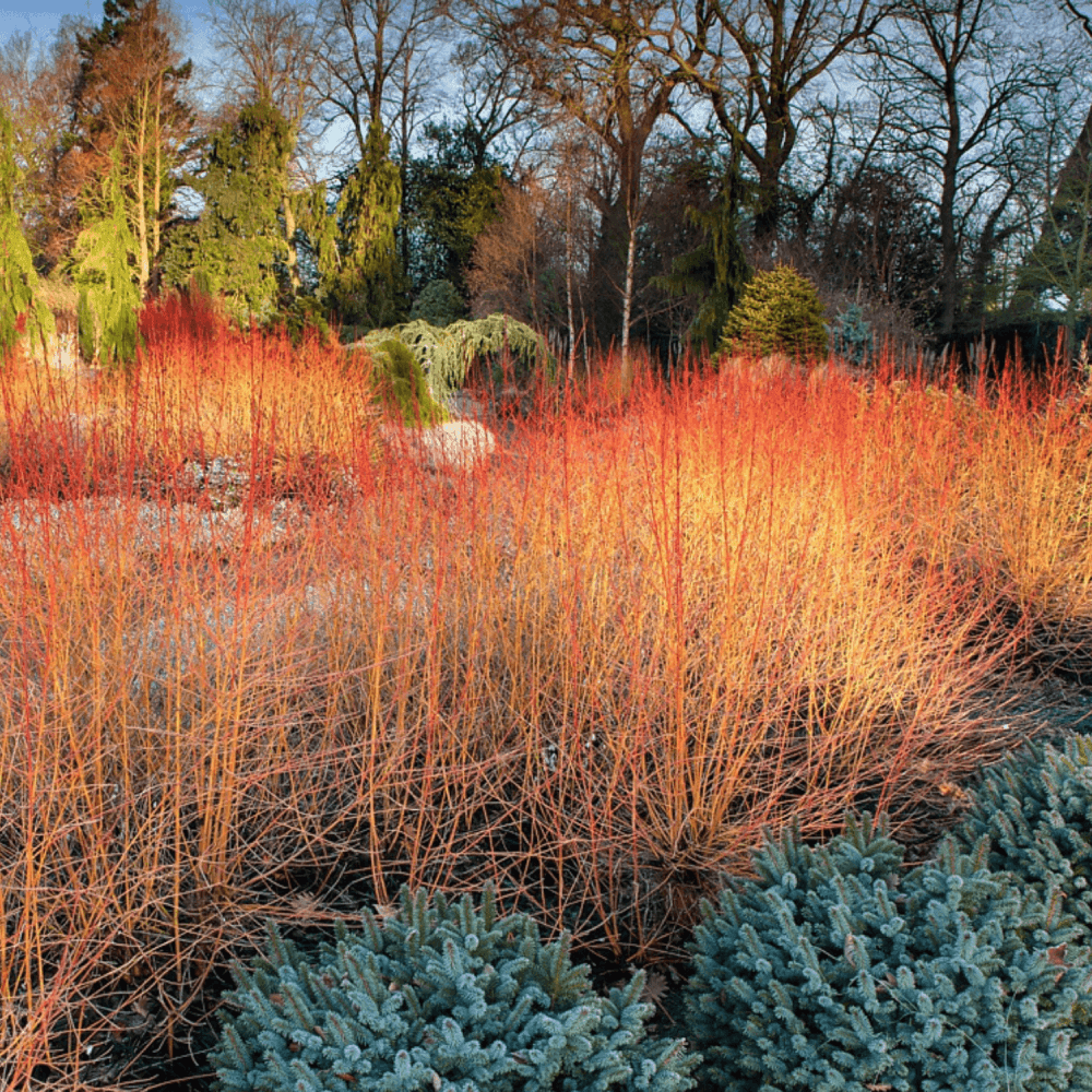 Cornouiller sanguin 'Midwinter Fire' - Cornus sanguinea 'Midwinter Fire' - FLEURANDIE