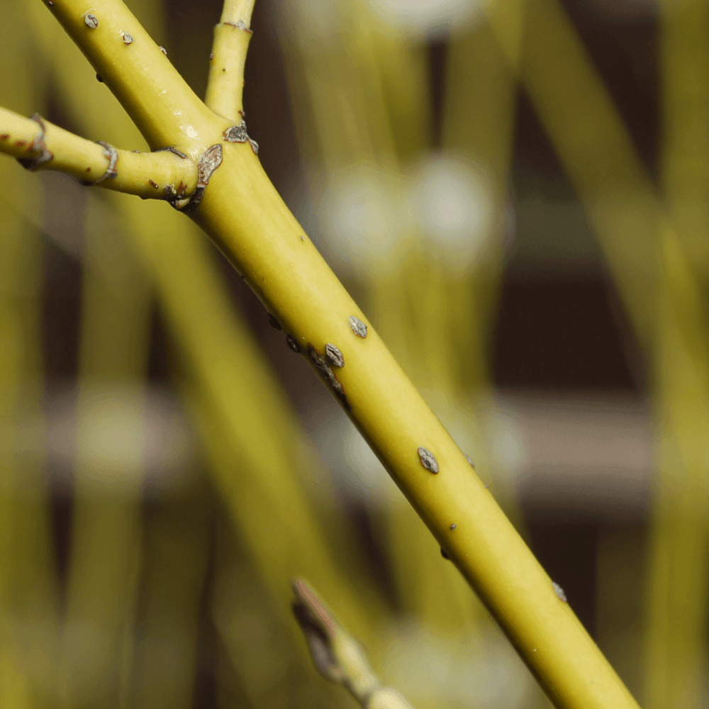 Cornouiller stolonifère 'Flaviramea' - Cornus stolonifera 'Flaviramea' - FLEURANDIE