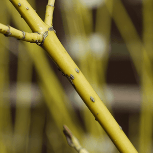 Cornouiller stolonifère 'Flaviramea' - Cornus stolonifera 'Flaviramea' - FLEURANDIE