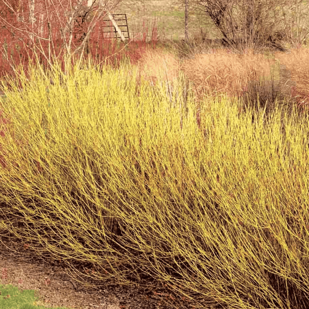 Cornouiller stolonifère 'Flaviramea' - Cornus stolonifera 'Flaviramea' - FLEURANDIE