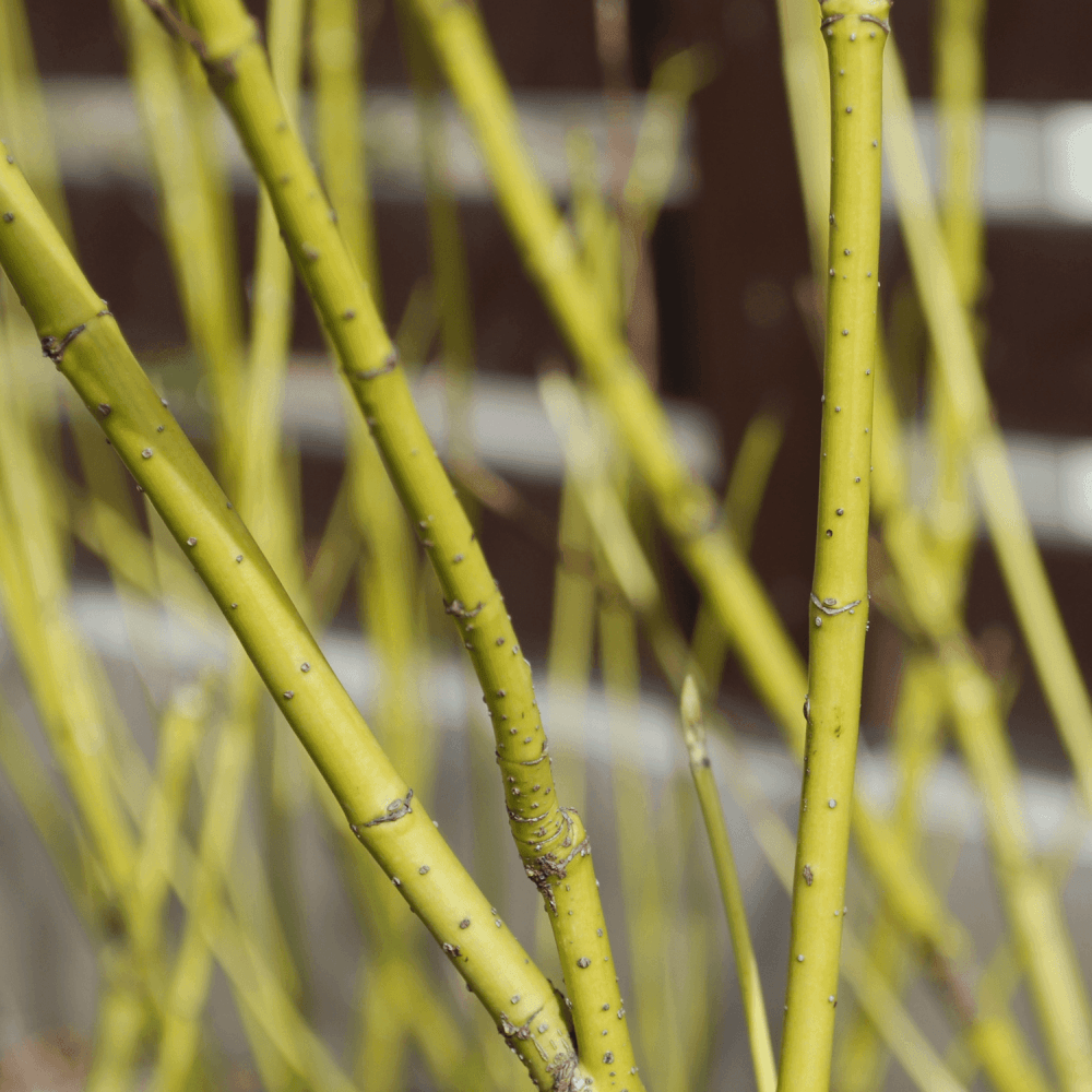 Cornouiller stolonifère 'Flaviramea' - Cornus stolonifera 'Flaviramea' - FLEURANDIE