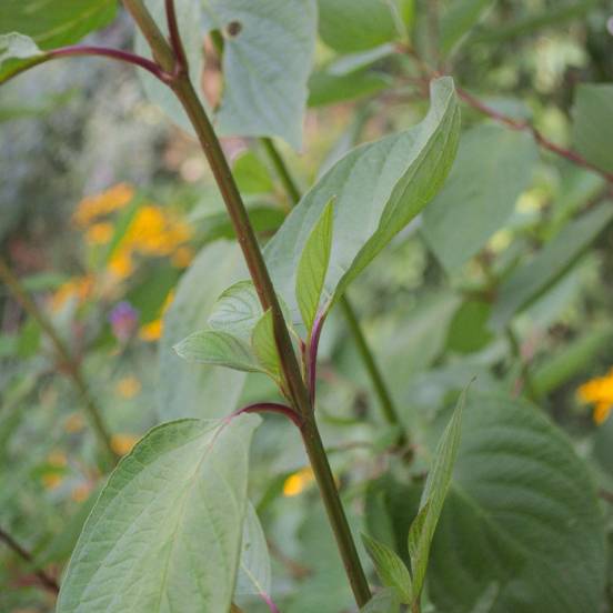 Cornouiller blanc alba Sibirica