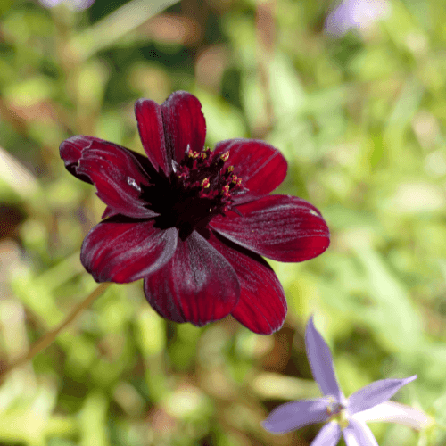 Cosmos 'Chocomocha' - Cosmos atrosanguineus 'chocamocha' - FLEURANDIE