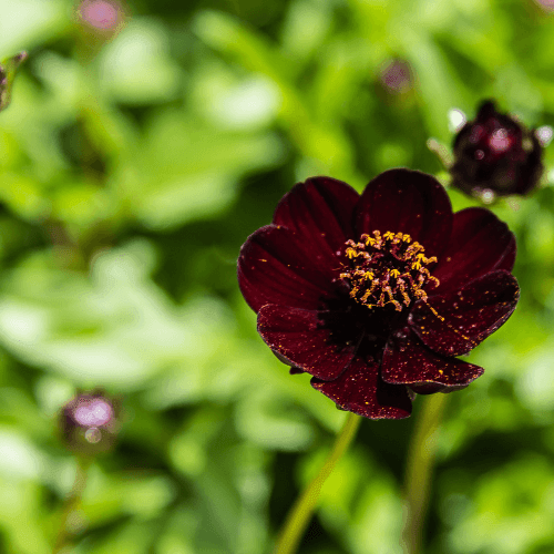 Cosmos 'Chocomocha' - Cosmos atrosanguineus 'chocamocha' - FLEURANDIE