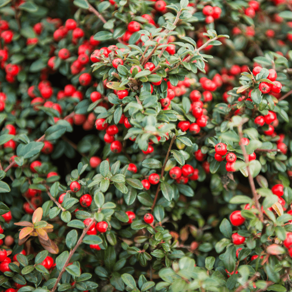 Cotonéaster de Franchet - Cotoneaster franchetii - FLEURANDIE