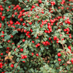 Cotonéaster de Franchet - Cotoneaster franchetii - FLEURANDIE
