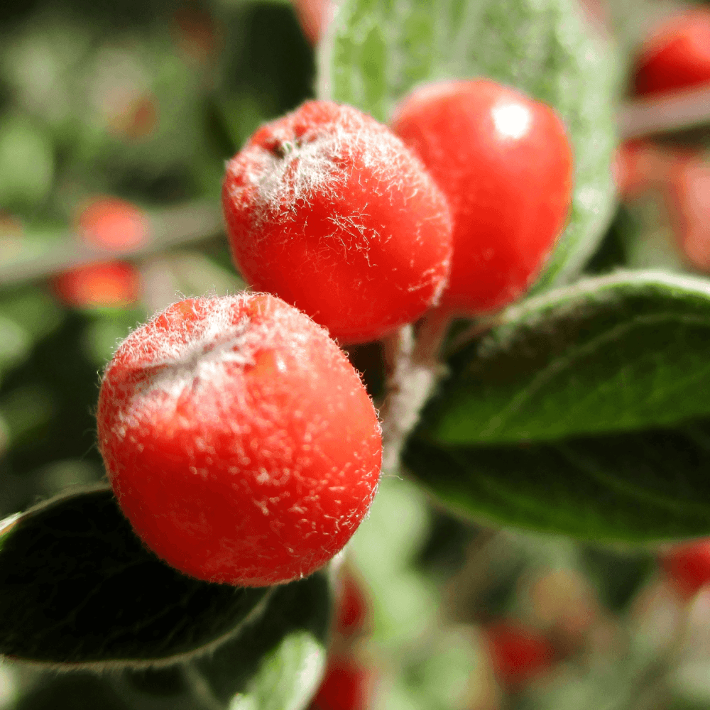 Cotonéaster de Franchet - Cotoneaster franchetii - FLEURANDIE