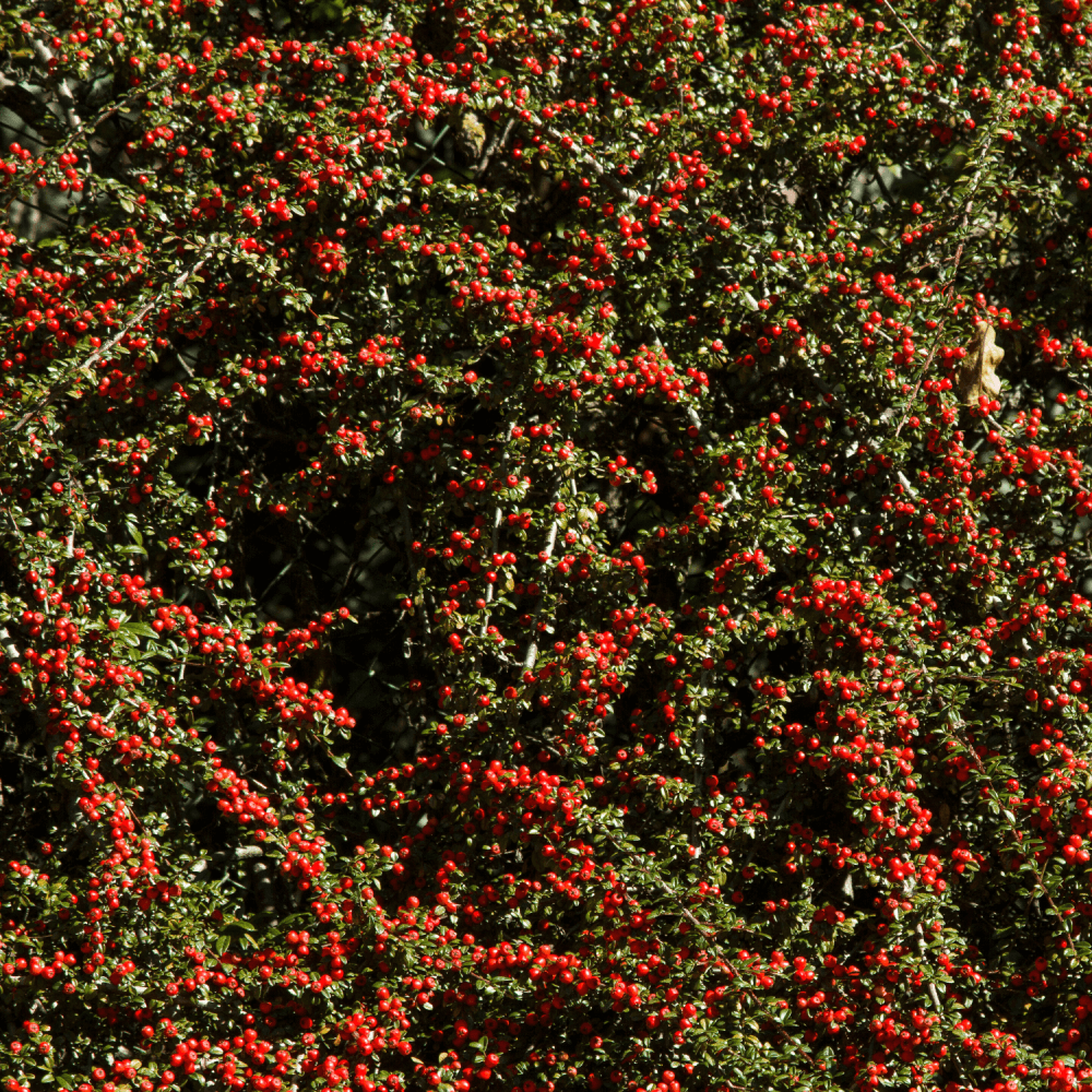 Cotonéaster de Franchet - Cotoneaster franchetii - FLEURANDIE