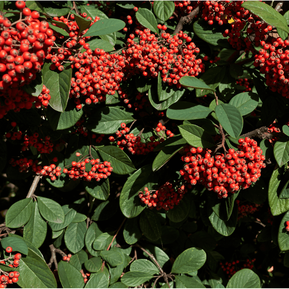 Cotonéaster Laiteux - Cotoneaster lacteus - FLEURANDIE