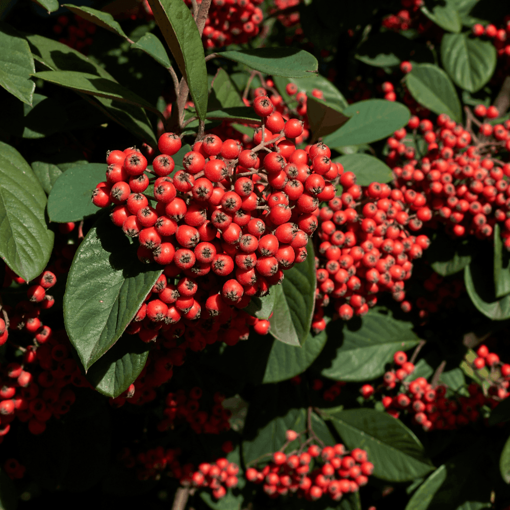 Cotonéaster Laiteux - Cotoneaster lacteus - FLEURANDIE