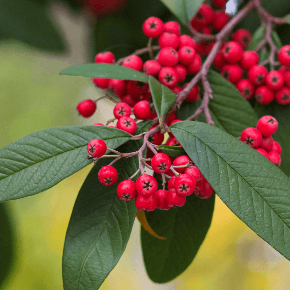 Cotonéaster Laiteux - Cotoneaster lacteus - FLEURANDIE